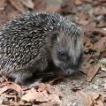 Braunbrustigel (Erinaceus europaeus)